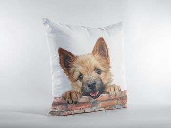 P-8632-norwich terrier